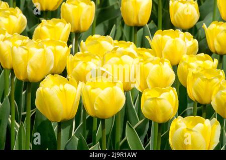 Pale Yellow, Tulipa, 'Cream Cocktail', Nice, Tulips, Flowers in Spring, Garden Darwin Hybrid Stock Photo