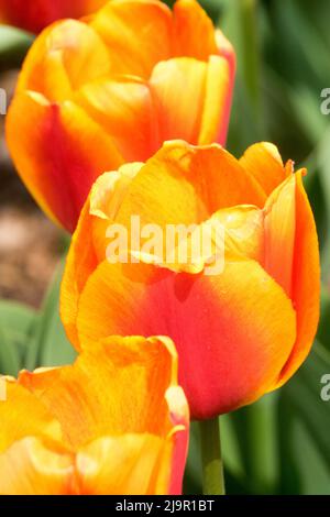 Tulipa 'Apeldoorns Elite', Nice, Orange Purple, Tulips, Flowers, Tulip portrait Stock Photo