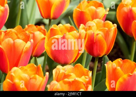 Tulipa 'Apeldoorns Elite', Nice, Orange Purple, Tulips, Flowers, Tulip flower bed Stock Photo