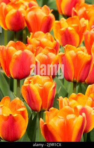 Tulipa 'Apeldoorns Elite', Nice, Orange Purple, Tulips, Flowers, Tulip Stock Photo