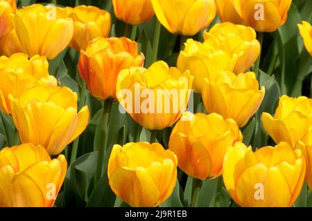 Tulip, 'Blushing Apeldoorn', Yellow, Tulips, Flowers, Blooms, Spring, Flower, Bed, Tulipa
