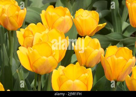 Tulipa, 'Blushing Apeldoorn', Yellow, Tulip, Flowers, Blooms, Spring, Flower, Bed, Tulips