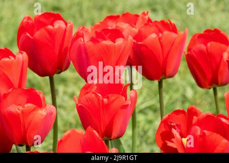 Tulipa, 'Apeldoorn', Darwin hybrid, Red Tulips, Flowers, Tulip, Petals, Garden, Flower Stock Photo