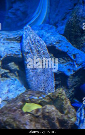 Eel Fish is hidden in Underwater at Fish Aquarium Stock Photo