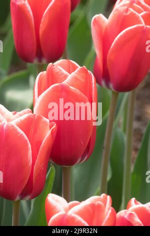 Red Tulips "Princess Victoria" Stock Photo