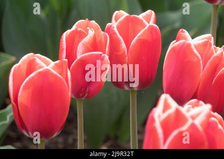 Red Tulips with white lined ending Tulipa "Princess Victoria" Tulip Stock Photo