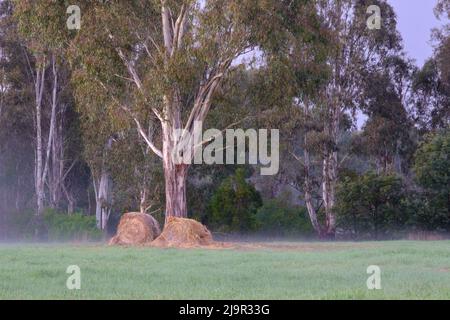 Hay Bales and Gum Trees Stock Photo