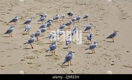 Flocking Seagulls Stock Photo