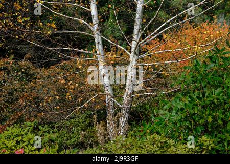 Silver Birch In Autumn Stock Photo