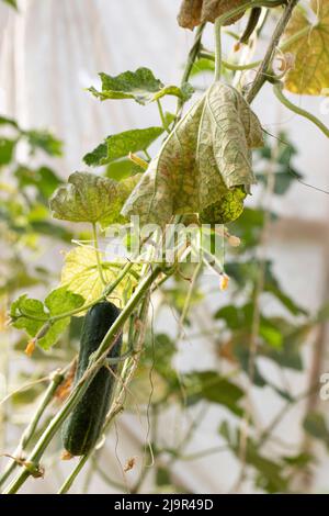 Red spider mite infestation on cucumber plants. Leaves corrupted spider mites, tetranychus urticae Stock Photo