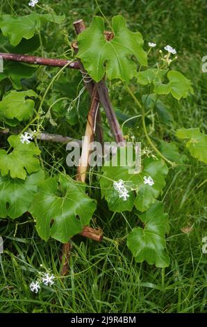 The gourd ivy growing on the trellis Stock Photo