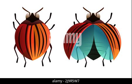 Colorado beetle. In normal position and with wings. Wildlife object. Little funny insect. Cute cartoon style. Isolated on white background. Vector. Stock Vector