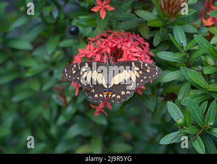 The orange butterfly perched on the flowers Stock Photo
