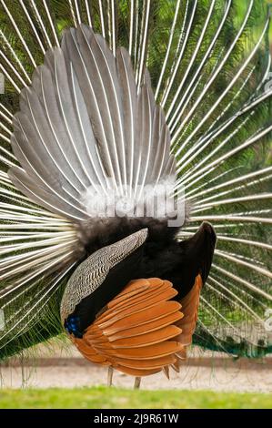 Peacock with upright wheel seen from behind Stock Photo