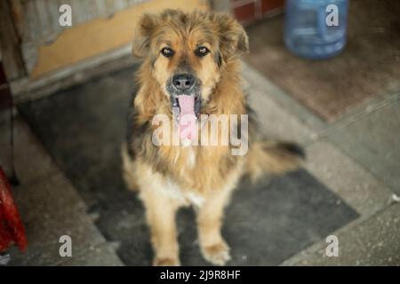 Dog yawns and shows his tongue. Dog guards entrance. Animal is on doorstep. Pet is old. Stock Photo