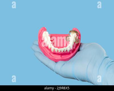Dentist holding a layout of the human jaw Stock Photo - Alamy