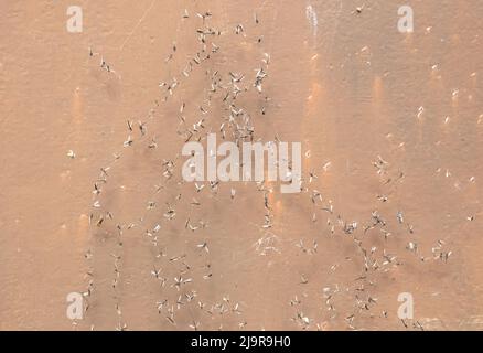 Mosquitoes caught in a spiders web, selective focus Stock Photo