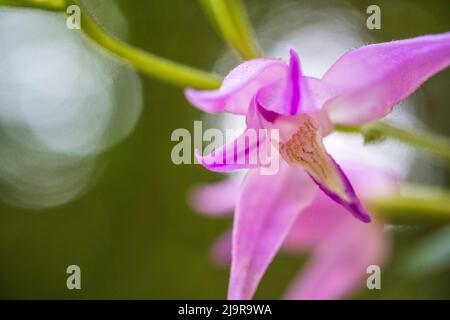 Cephalanthera rubra, known as red helleborine, is an orchid found in Europe, North Africa and southwest Asia. Stock Photo