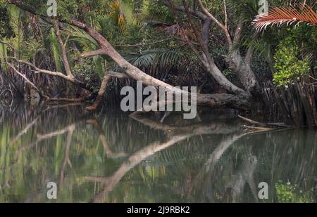 Sundarbans is the biggest natural mangrove forest in the world, located between Bangladesh and India.this photo was taken from Bangladesh. Stock Photo