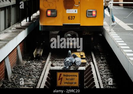 Berlin, Germany. 15th Apr, 2022. Two pigeons are cooing in front of a subway at Warschauer Straße station. Credit: Stefan Jaitner/dpa/Alamy Live News Stock Photo