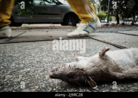 Berlin, Germany. 15th Apr, 2022. A dead rat lies on a sidewalk on Graefestraße in Kreuzberg. Credit: Stefan Jaitner/dpa/Alamy Live News Stock Photo