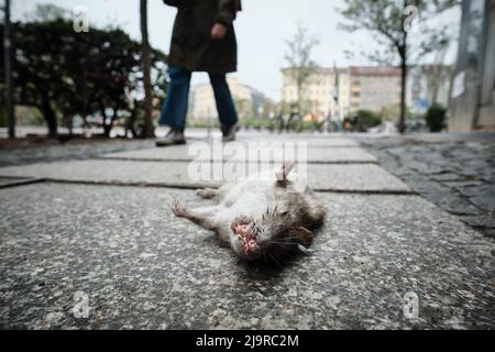 Berlin, Germany. 15th Apr, 2022. A dead rat lies on a sidewalk on Graefestraße in Kreuzberg. Credit: Stefan Jaitner/dpa/Alamy Live News Stock Photo