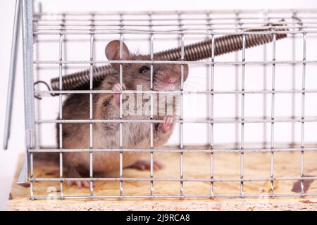 https://l450v.alamy.com/450v/2j9rca8/house-mouse-caught-in-live-capture-mouse-trap-close-up-view-a-cute-little-rodent-in-a-live-cage-on-a-white-background-human-ways-to-catch-a-mouse-i-2j9rca8.jpg