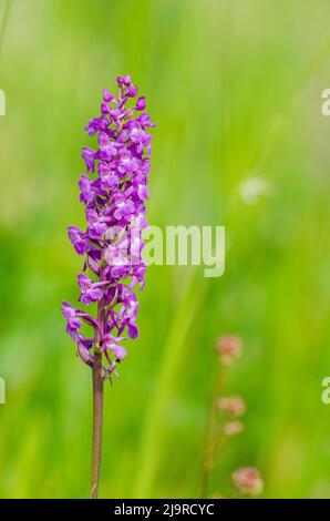 Gymnadenia conopsea, commonly known as the fragrant orchid or chalk fragrant orchid, is a herbaceous plant of the family Orchidaceae. Stock Photo