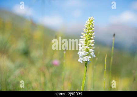 Gymnadenia conopsea, commonly known as the fragrant orchid or chalk fragrant orchid, is a herbaceous plant of the family Orchidaceae. Stock Photo
