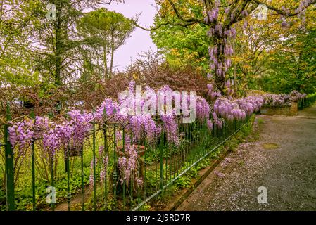 A lovely wisteria on the fence in a park in Tuscany Stock Photo