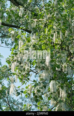 Italy, Lombardy, Seeds From a Black Poplar Tree, Populus Nigra Stock Photo