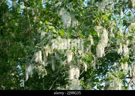 Italy, Lombardy, Seeds From a Black Poplar Tree, Populus Nigra Stock Photo