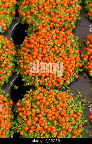 Coral Bead Plant, Nertera GranadensisIn Market Stock Photo