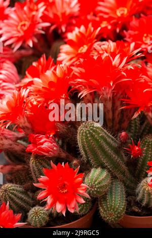 Cactus Blooms Flowers, Echinopsis Huascha Stock Photo