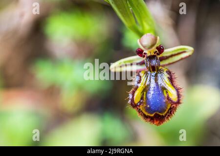 Ophrys speculum (= Ophrys ciliata), the mirror orchid, is a species of Ophrys distributed throughout the Mediterranean. Stock Photo