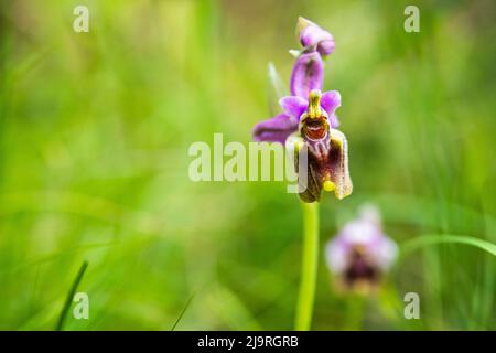 Ophrys tenthredinifera, the sawfly orchid, is a terrestrial species of orchid native to the Mediterranean region from Portugal and Morocco to Turkey. Stock Photo