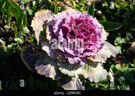 Multicolored of fresh decorative brassica oleracea with pink petals in the ornamental garden Stock Photo