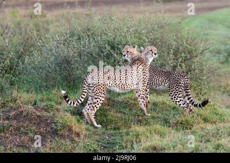 Africa, Tanzania, The Serengeti. Two female sisters pose together. Stock Photo