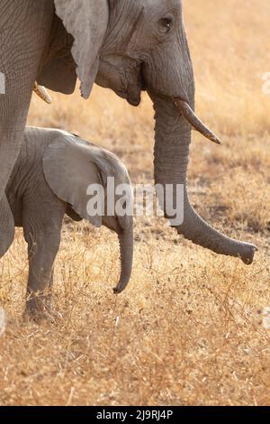 African bush elephant stands on grassy island Stock Photo - Alamy