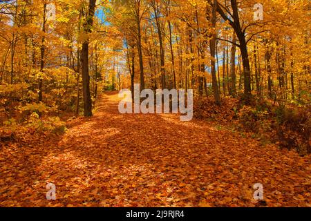 Canada, Ontario, Fairbank Provincial Park. Sugar maple tree leaves cover road in autumn. Stock Photo