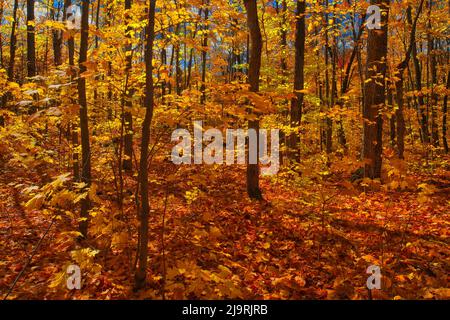 Canada, Ontario, Fairbank Provincial Park. Sugar maple trees in autumn. Stock Photo