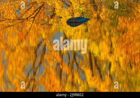 Canada, Ontario, Whitefish. Golden sunrise tree reflections on Vermilion River. Stock Photo