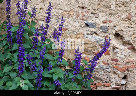 Italy, Tuscany, Monteriggioni. Purple flowers growing against an old stone wall in the walled town of Monteriggioni. Stock Photo