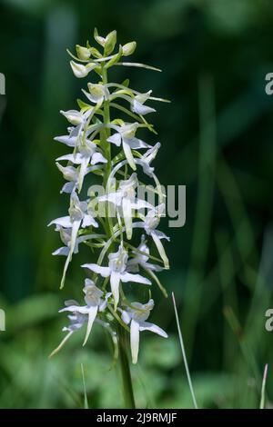 Platanthera bifolia, commonly known as the lesser butterfly-orchid, is a species of orchid in the genus Platanthera. Stock Photo