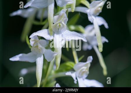 Platanthera bifolia, commonly known as the lesser butterfly-orchid, is a species of orchid in the genus Platanthera. Stock Photo