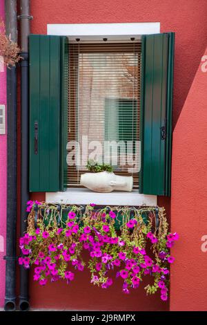 Italy, Venice, Burano Island. Pink petunias planted in a flower box on a shuttered window. Stock Photo