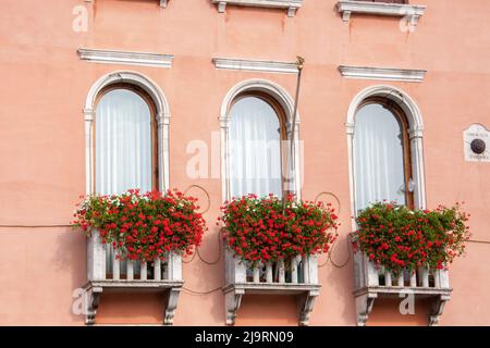 Italy, Venice. Red ivy geraniums on window balconies of buildings in Venice. Stock Photo