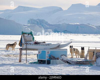 Sled dog resting on the sea ice of a fjord during winter near Uummannaq in northern West Greenland beyond the Arctic Circle. Greenland, Danish territo Stock Photo