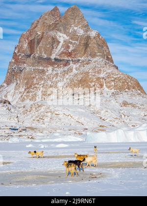 Sled dog resting on the sea ice of a fjord during winter, Uummannaq in northern West Greenland beyond the Arctic Circle. Greenland, Danish territory Stock Photo