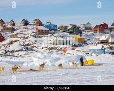 Sled dog resting on the sea ice of a fjord during winter, Uummannaq in northern West Greenland beyond the Arctic Circle. Greenland, Danish territory. Stock Photo